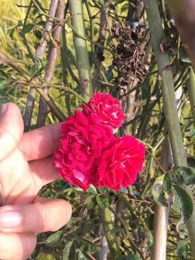 <a href='http://m.fscangbo.com/linmuzhongzi/1702.html' target='_blank'>薔薇</a>花