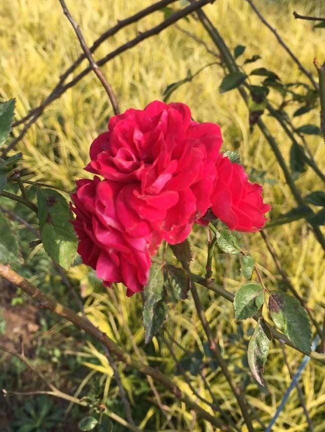 <a href='http://m.fscangbo.com/tengbenpanyuanzhiwu/3421.html' target='_blank'>薔薇花</a>