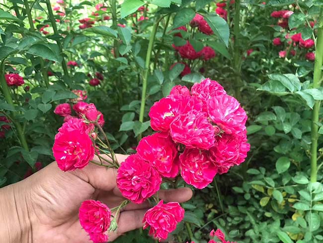 <a href='http://m.fscangbo.com/linmuzhongzi/1702.html' target='_blank'>薔薇</a>花