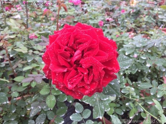 歐月<a href='http://m.fscangbo.com/linmuzhongzi/1700.html' target='_blank'>月季花</a>苗