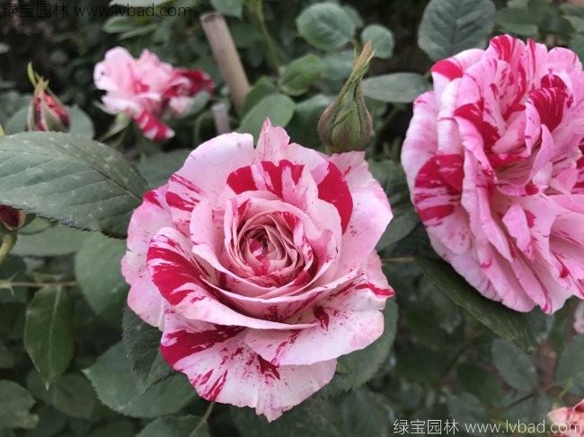 歐月<a href='http://m.fscangbo.com/tengbenpanyuanzhiwu/3570.html' target='_blank'>月季</a>花苗