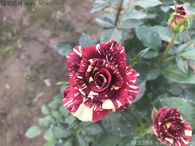 大花月季 大花月季