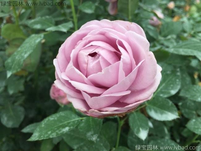 <a href='http://m.fscangbo.com/linmuzhongzi/1700.html' target='_blank'>月季花</a>