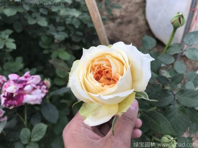 <a href='http://m.fscangbo.com/tengbenpanyuanzhiwu/3570.html' target='_blank'>月季</a>花