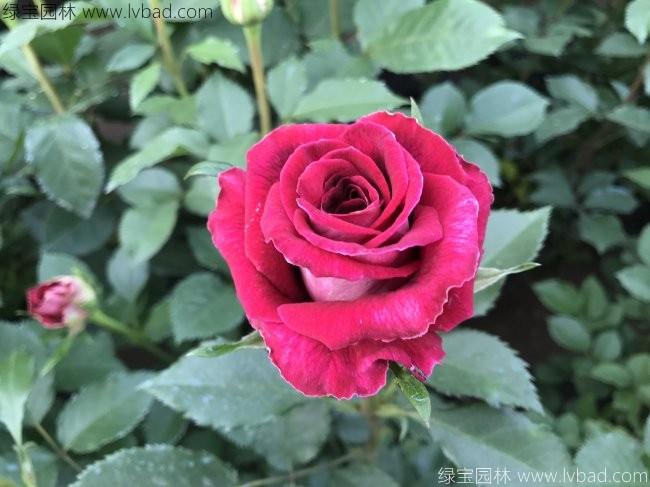 <a href='http://m.fscangbo.com/tengbenpanyuanzhiwu/3570.html' target='_blank'>月季</a>花