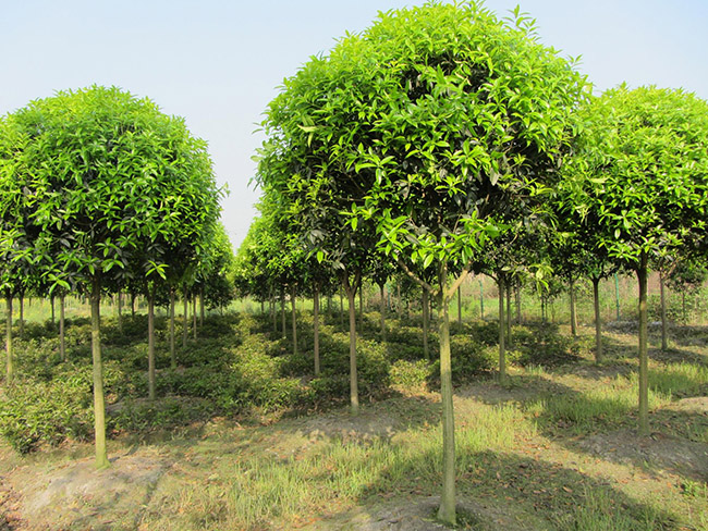 <a href='http://m.fscangbo.com/linmuzhongzi/1768.html' target='_blank'>桂花</a>樹(shù)