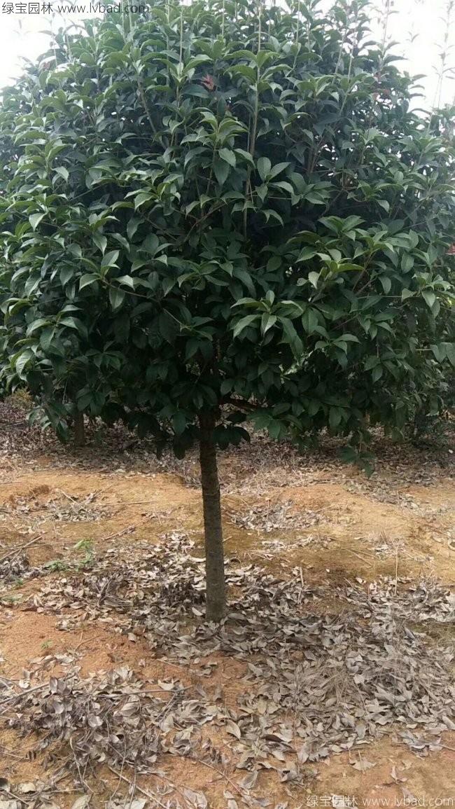 桂花樹(shù)