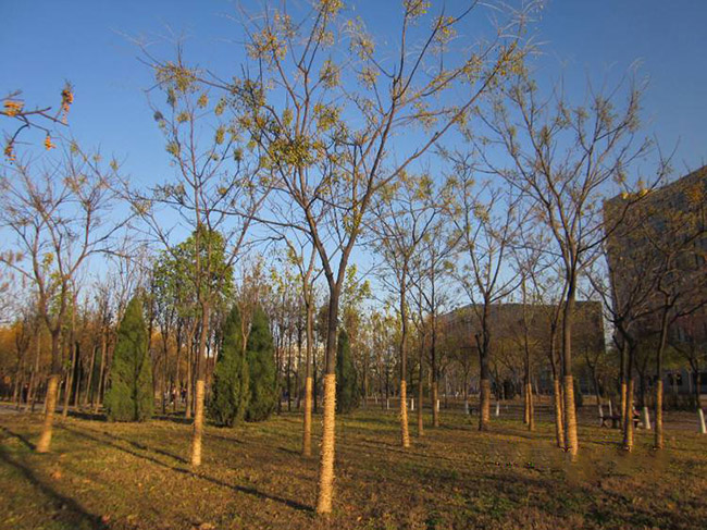 <a href='http://m.fscangbo.com/xingdaoshu/3368.html' target='_blank'>苦楝樹(shù)</a>