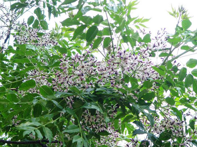 <a href='http://m.fscangbo.com/linmuzhongzi/1725.html' target='_blank'>苦楝</a>樹(shù)