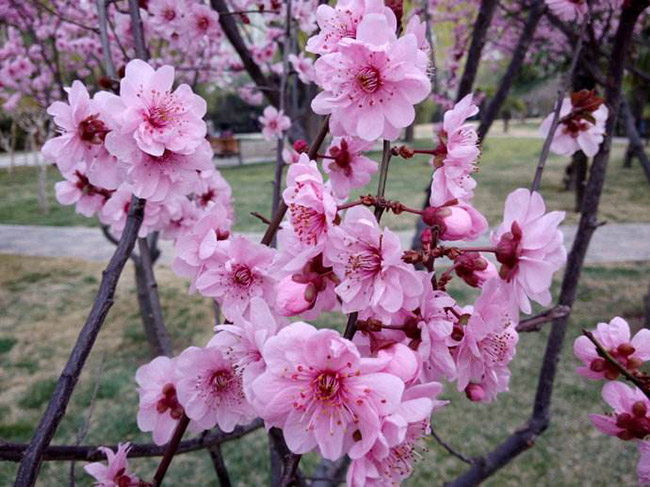 <a href='http://m.fscangbo.com/dibeiguanmu/3580.html' target='_blank'>美人梅</a>
