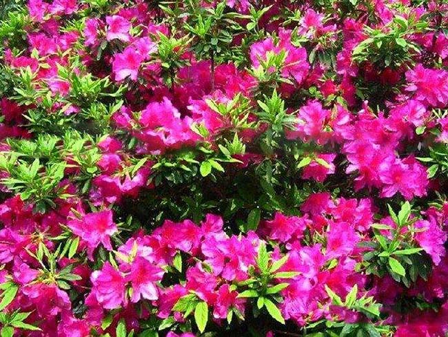<a href='http://m.fscangbo.com/dibeiguanmu/3572.html' target='_blank'>杜鵑花</a>苗
