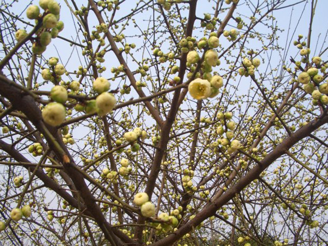 <a href='http://m.fscangbo.com/xiaoqiaomu/3562.html' target='_blank'>綠梅</a>花<a href='http://m.fscangbo.com/xiaoqiaomu/3562.html' target='_blank'>綠梅</a>樹(shù)苗