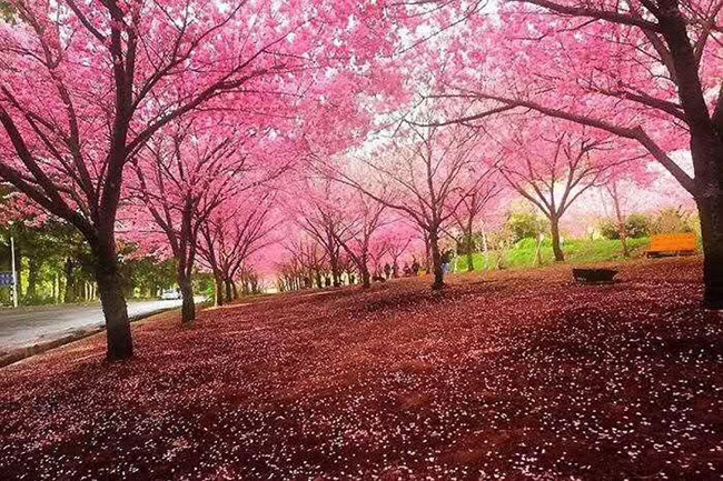 日本<a href='http://m.fscangbo.com/linmuzhongzi/1777.html' target='_blank'>櫻花</a>