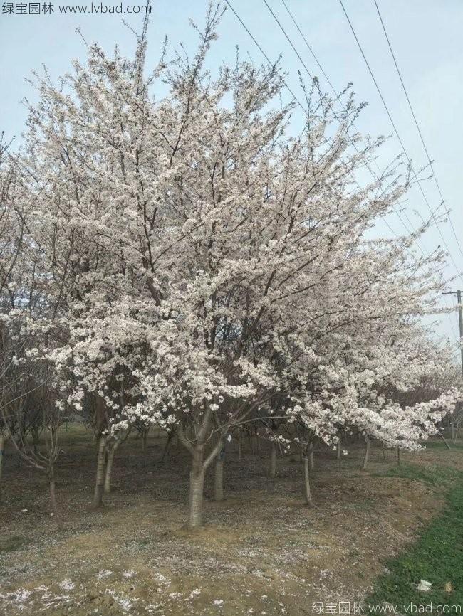 日本<a href='http://m.fscangbo.com/linmuzhongzi/1777.html' target='_blank'>櫻花</a>
