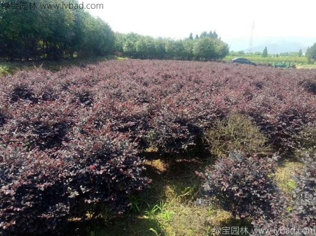 <a href='http://m.fscangbo.com/qiuleizhiwu/3507.html' target='_blank'>紅花繼木球</a>