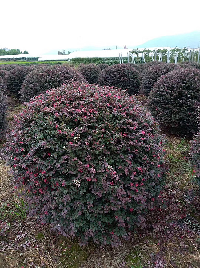 <a href='http://m.fscangbo.com/dibeiguanmu/9770.html' target='_blank'>紅花繼木</a>球