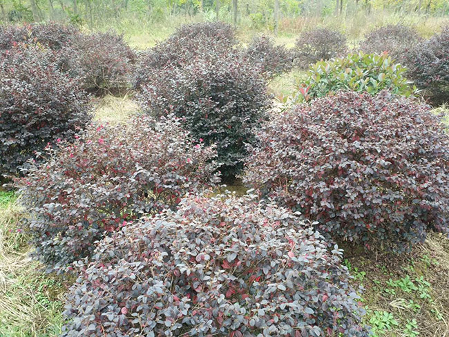 <a href='http://m.fscangbo.com/yaocaizhongzi/2335.html' target='_blank'>紅花</a>繼木球