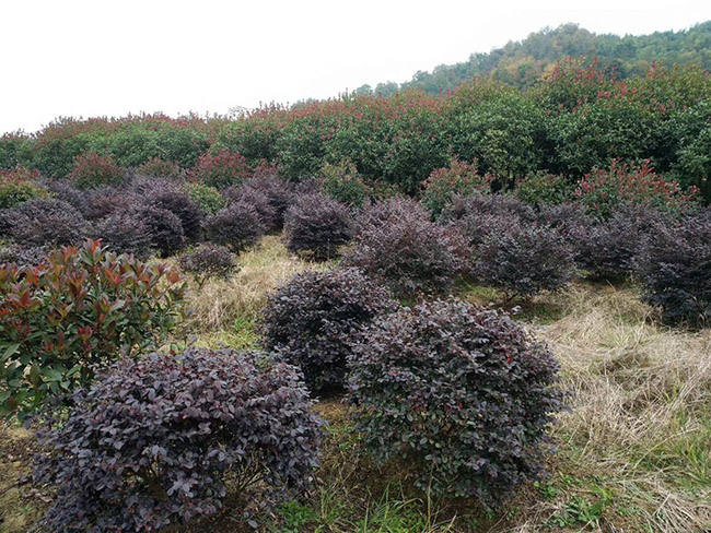 <a href='http://m.fscangbo.com/dibeiguanmu/9770.html' target='_blank'>紅花繼木</a>球
