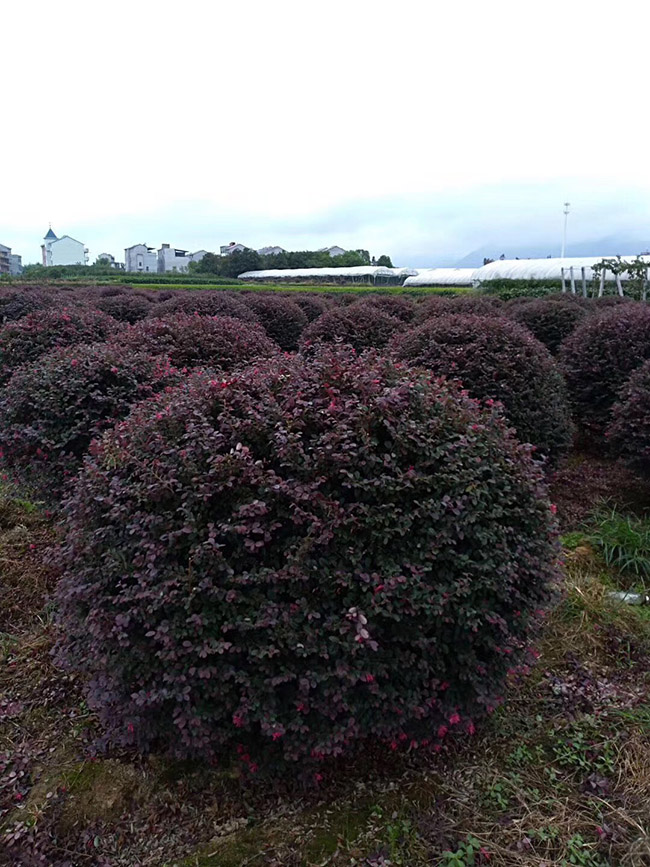 <a href='http://m.fscangbo.com/yaocaizhongzi/2335.html' target='_blank'>紅花</a>繼木球