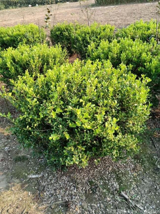 <a href='http://m.fscangbo.com/linmuzhongzi/2215.html' target='_blank'>瓜子黃楊</a>球