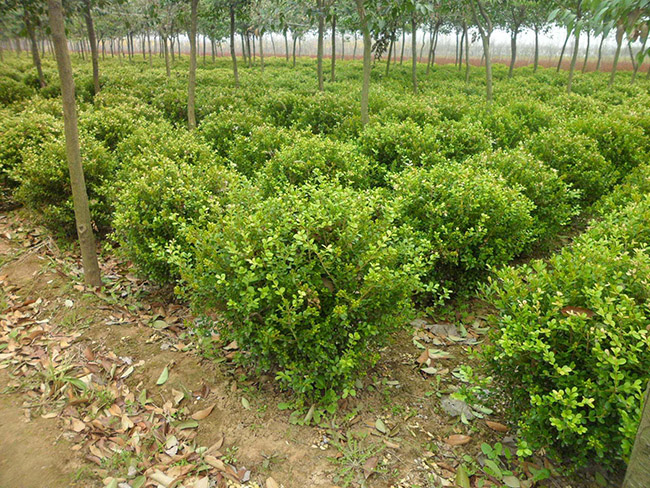 <a href='http://m.fscangbo.com/linmuzhongzi/1764.html' target='_blank'>小葉黃楊</a>球