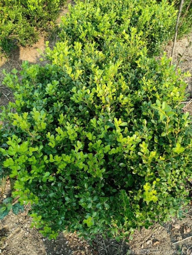 <a href='http://m.fscangbo.com/linmuzhongzi/1764.html' target='_blank'>小葉黃楊</a>球