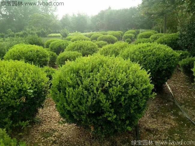 <a href='http://m.fscangbo.com/qiuleizhiwu/3499.html' target='_blank'>小葉黃楊球</a>