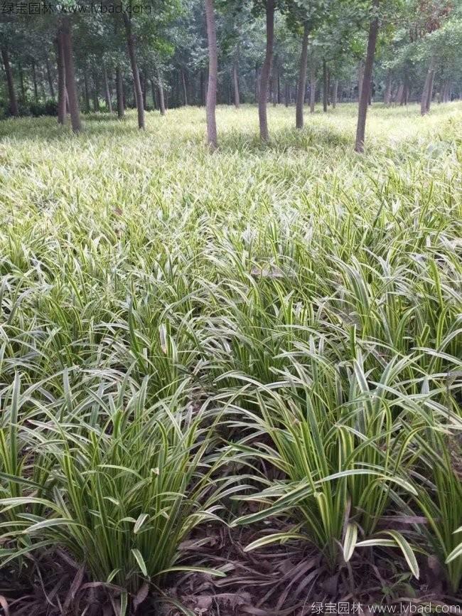 金邊沿階草