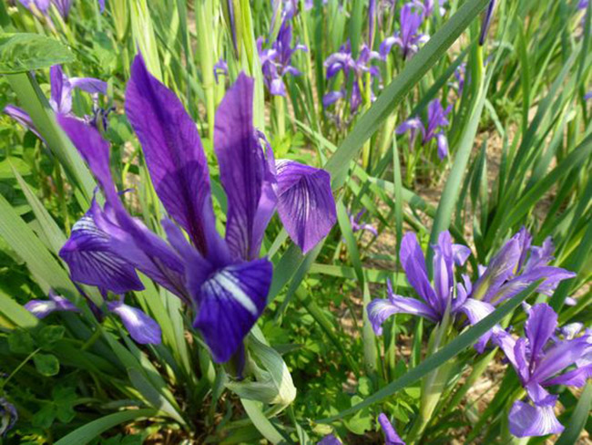 <a href='http://m.fscangbo.com/caobenzhiwu/3383.html' target='_blank'>馬蘭花</a>