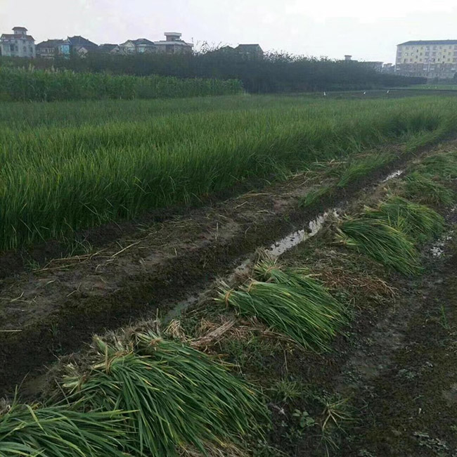 馬蘭花
