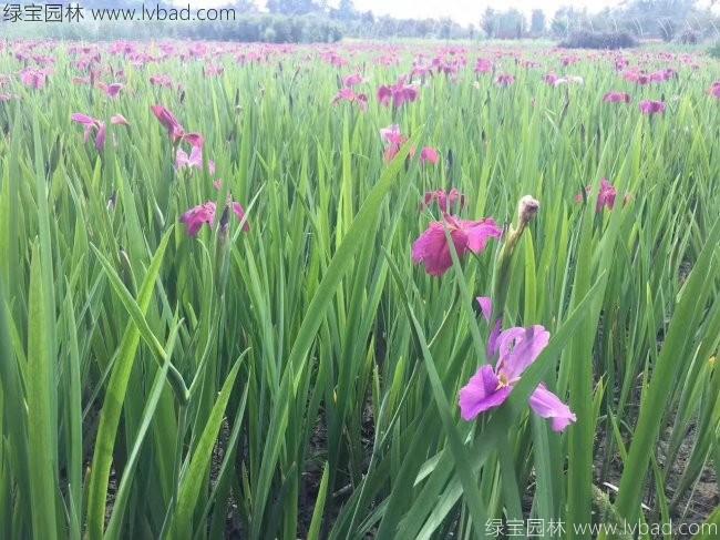 <a href='http://m.fscangbo.com/shuishengshuicao/3437.html' target='_blank'>水生鳶尾</a>