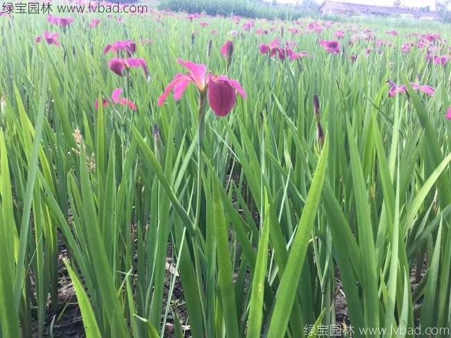 水生<a href='http://m.fscangbo.com/caohuazhongzi/1578.html' target='_blank'>鳶尾</a>