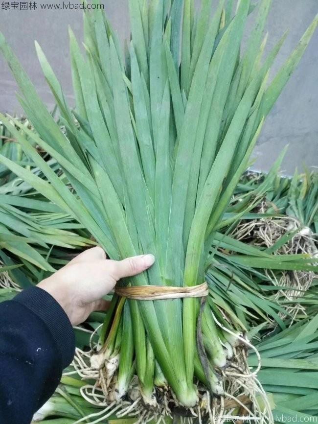 德國鳶尾