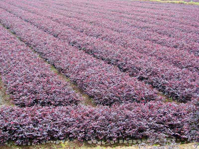 <a href='http://m.fscangbo.com/dibeiguanmu/9770.html' target='_blank'>紅花繼木</a>