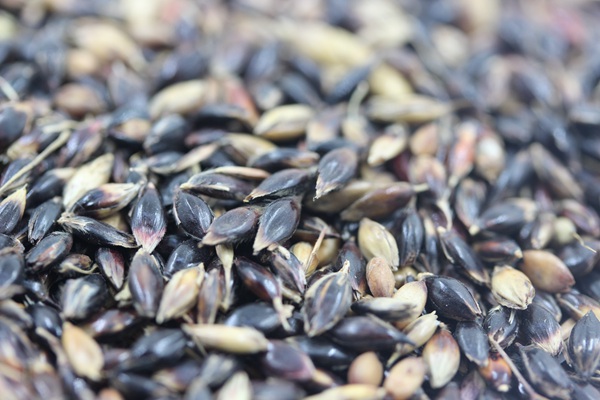 <a href='http://m.fscangbo.com/mucaozhongzi/11.html' target='_blank'>蘇丹草種子</a>