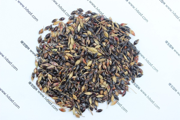 <a href='http://m.fscangbo.com/mucaozhongzi/11.html' target='_blank'>蘇丹草</a><a href='http://m.fscangbo.com/' target='_blank'>種子</a>