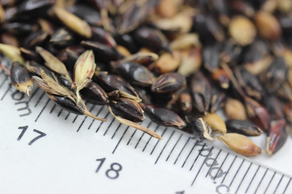 蘇丹草<a href='http://m.fscangbo.com/' target='_blank'>種子</a>