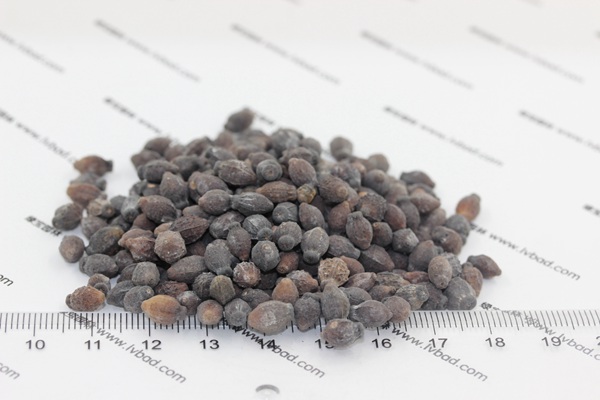 <a href='http://m.fscangbo.com/caohuazhongzi/1658.html' target='_blank'>紫茉莉種子</a>