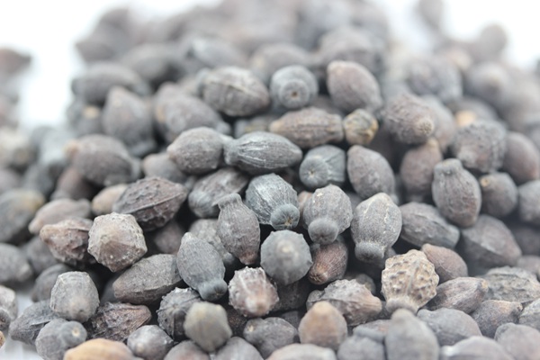 <a href='http://m.fscangbo.com/caohuazhongzi/1658.html' target='_blank'>紫茉莉種子</a>
