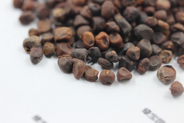 <a href='http://m.fscangbo.com/caohuazhongzi/1591.html' target='_blank'>馬蘭種子</a>