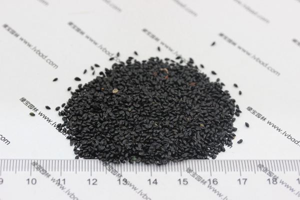 耬斗菜<a href='http://m.fscangbo.com/' target='_blank'>種子</a> 耬斗菜<a href='http://m.fscangbo.com/' target='_blank'>種子</a>