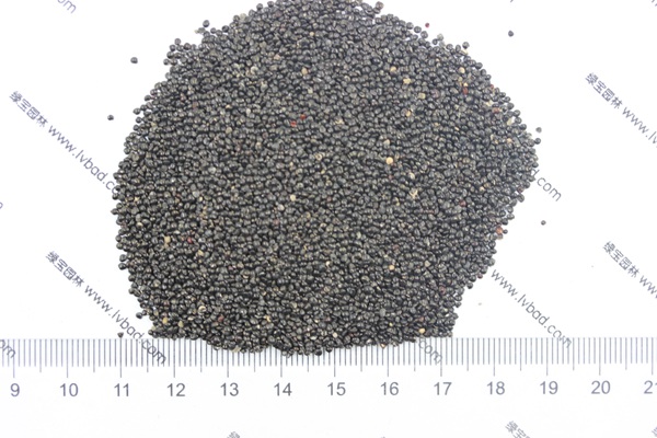 雞冠花<a href='http://m.fscangbo.com/' target='_blank'>種子</a>