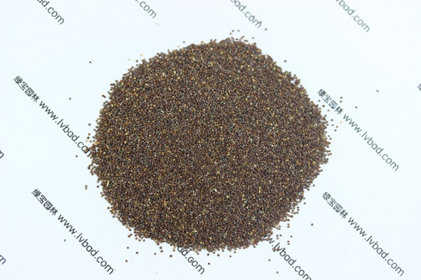 矮牽<a href='http://m.fscangbo.com/' target='_blank'>種子</a>