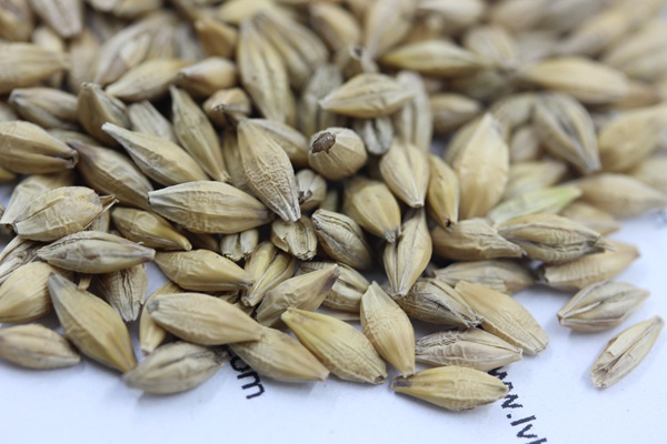 <a href='http://m.fscangbo.com/mucaozhongzi/9.html' target='_blank'>大麥種子</a>