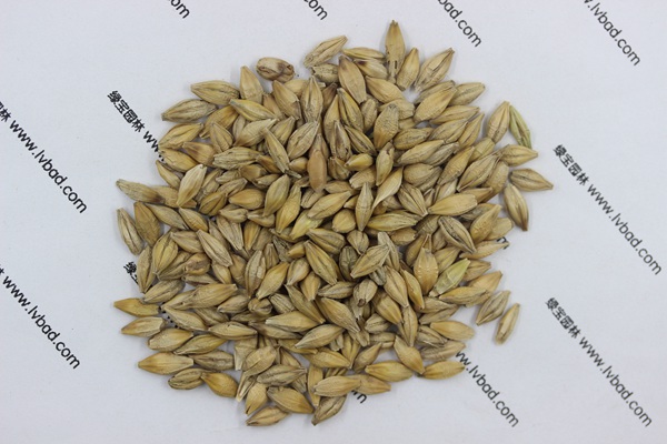 <a href='http://m.fscangbo.com/mucaozhongzi/9.html' target='_blank'>大麥</a><a href='http://m.fscangbo.com/' target='_blank'>種子</a>