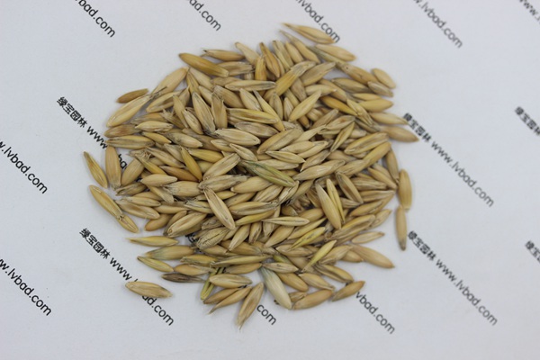 <a href='http://m.fscangbo.com/mucaozhongzi/10.html' target='_blank'>燕麥種子</a>