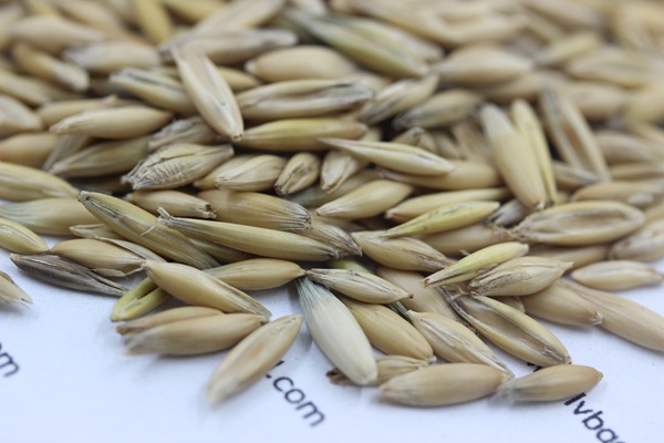 燕麥<a href='http://m.fscangbo.com/' target='_blank'>種子</a>