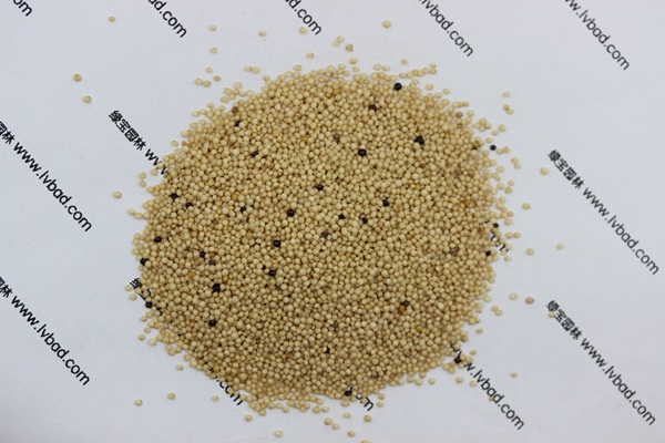 <a href='http://m.fscangbo.com/mucaozhongzi/1693.html' target='_blank'>籽粒莧</a><a href='http://m.fscangbo.com/' target='_blank'>種子</a>