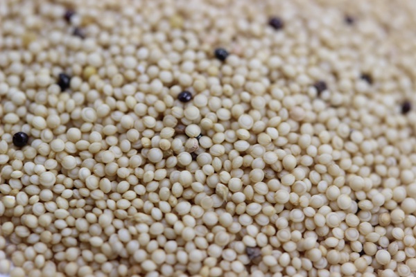 籽粒莧<a href='http://m.fscangbo.com/' target='_blank'>種子</a>