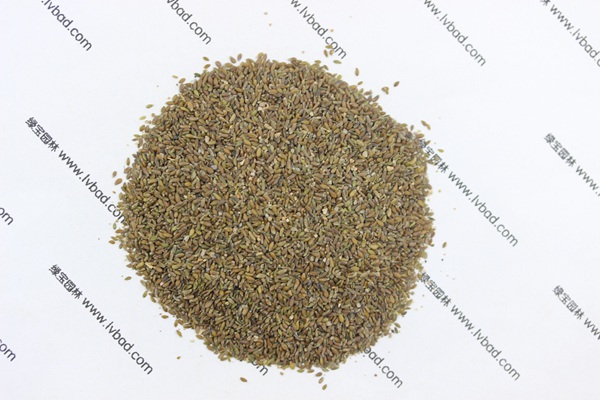 <a href='http://m.fscangbo.com/mucaozhongzi/14650.html' target='_blank'>沙蒿</a><a href='http://m.fscangbo.com/' target='_blank'>種子</a>